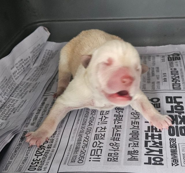 믹스견 사진