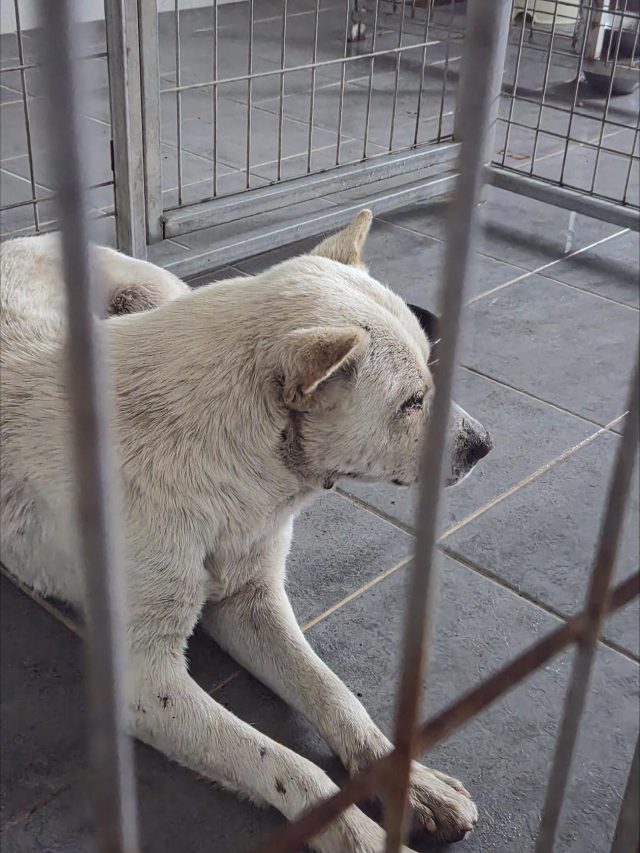 믹스견 사진 2