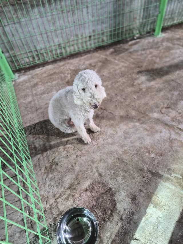 믹스견 사진 2