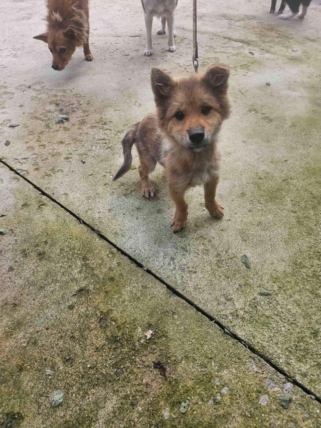 믹스견 사진