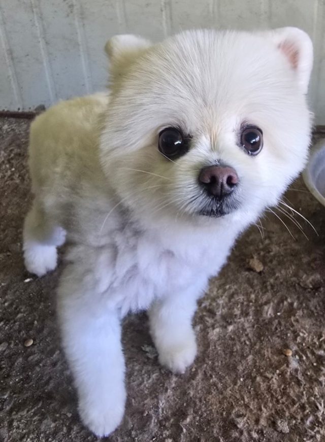 포메라니안 사진