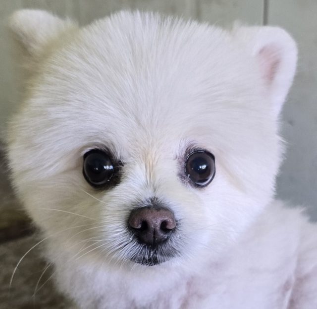 포메라니안 사진 2