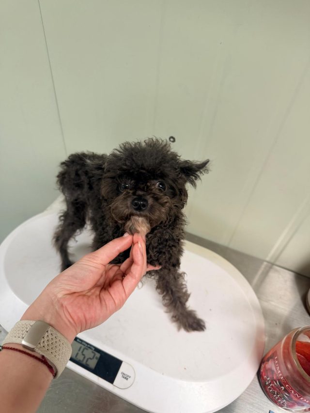 푸들 사진