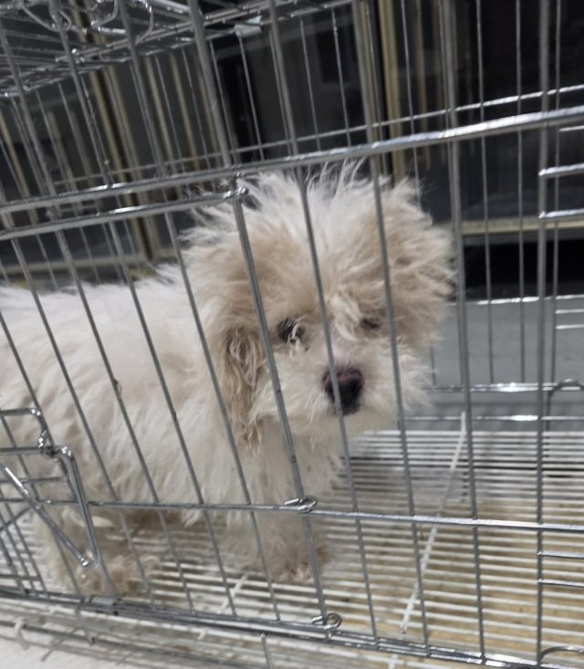 푸들 사진