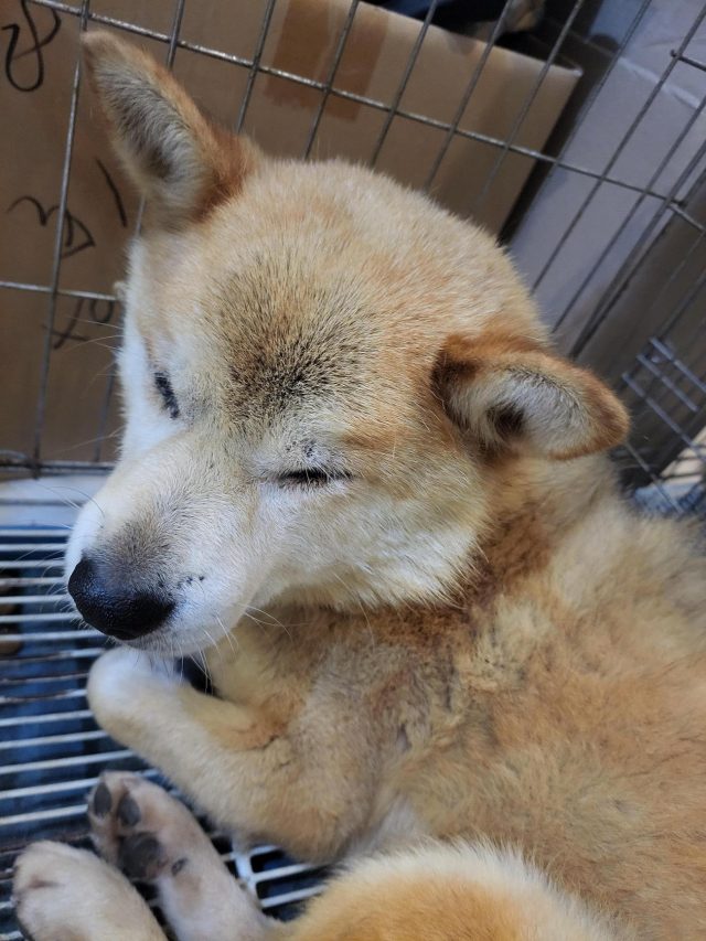 시바 사진