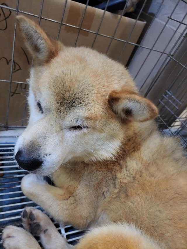 시바 사진 2