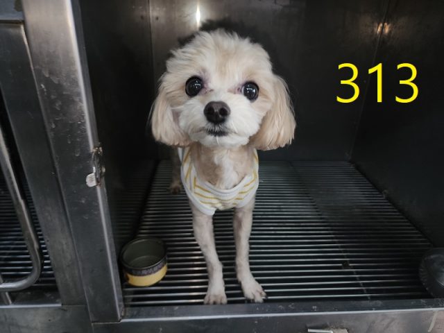 푸들 사진