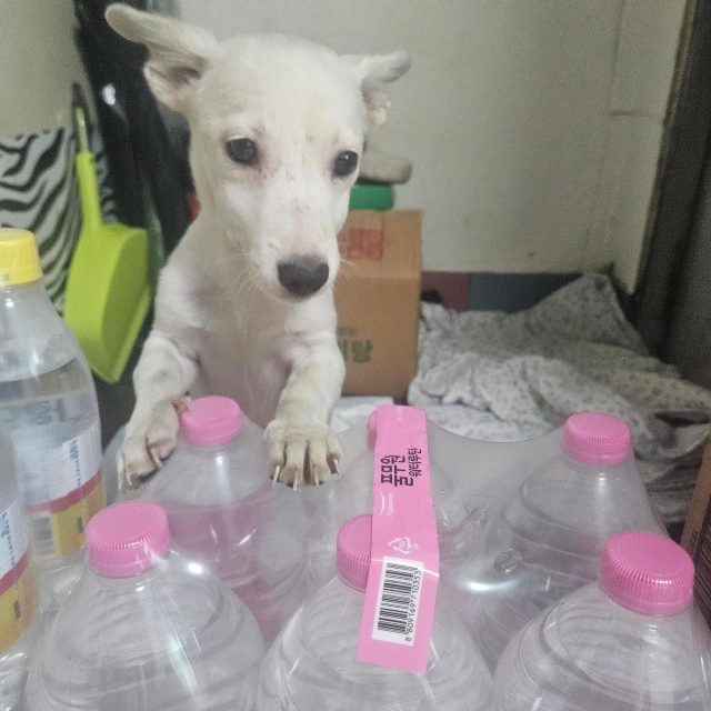 믹스견 사진