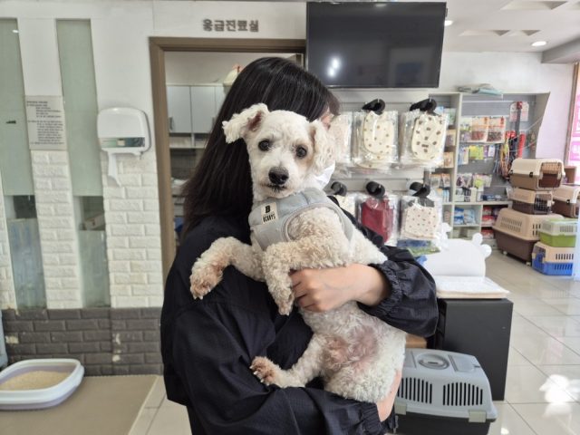 푸들 사진