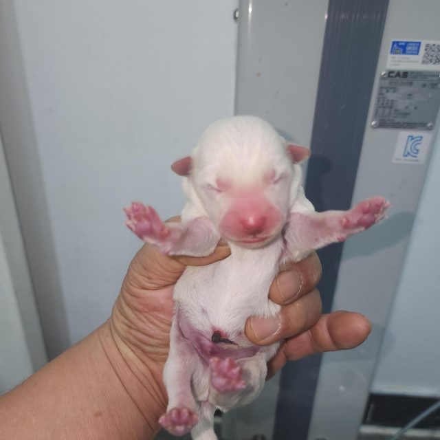 믹스견 사진 2