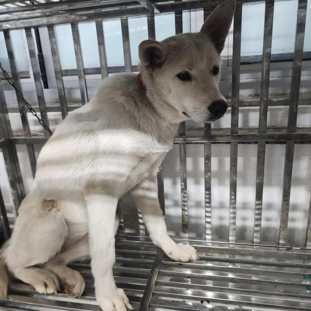 믹스견 사진