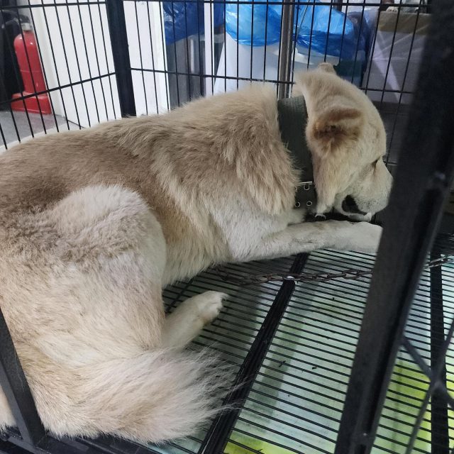믹스견 사진