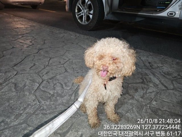 푸들 사진 2