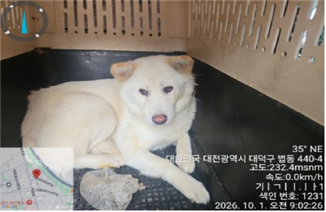 진도견 사진
