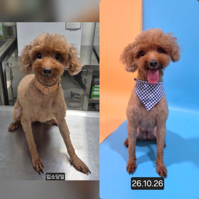 푸들 사진