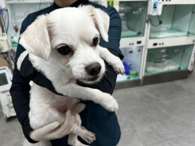 말티즈 사진