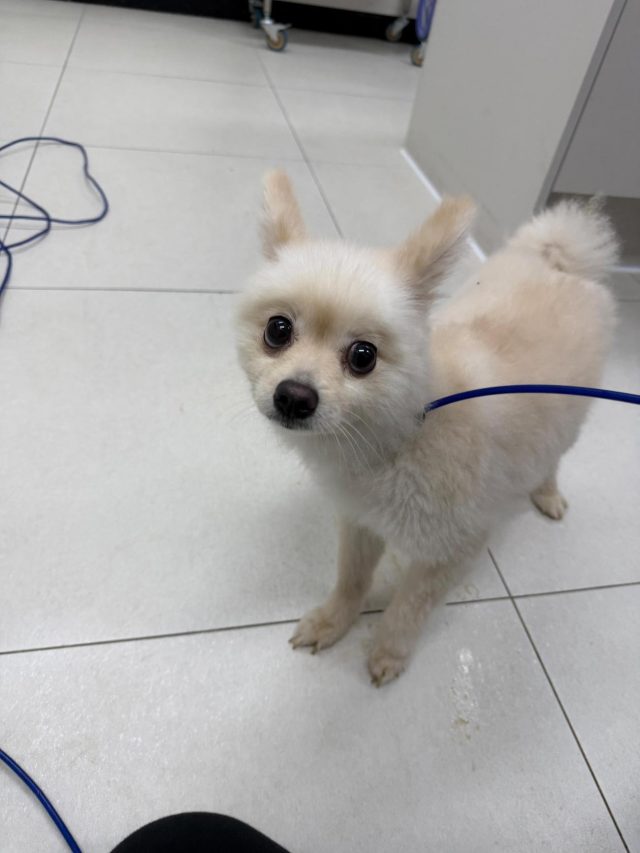 포메라니안 사진