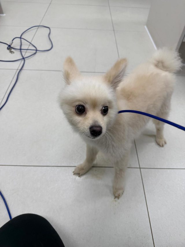 포메라니안 사진 2
