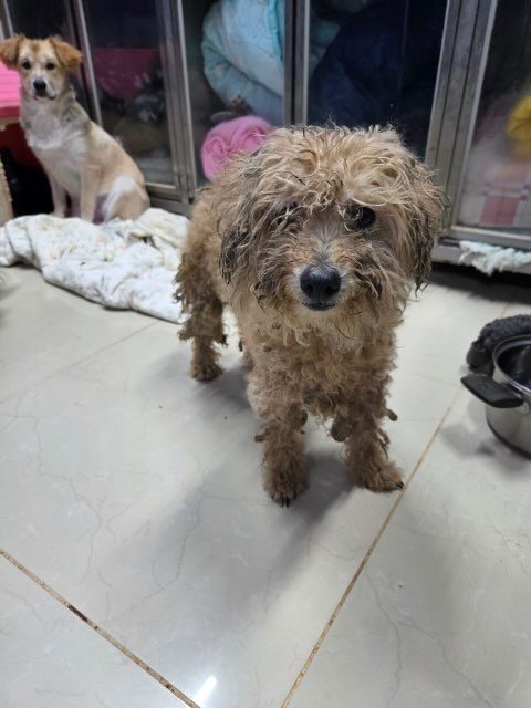 푸들 사진 2