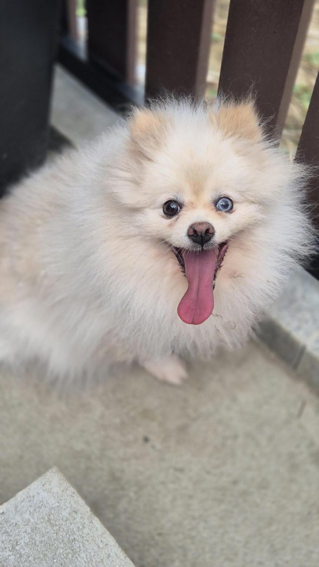 포메라니안 사진