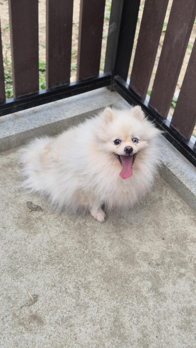 포메라니안 사진 2